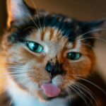 Why Your Cat Is Judging You: 10 Brutal Truths from a Feline Perspective