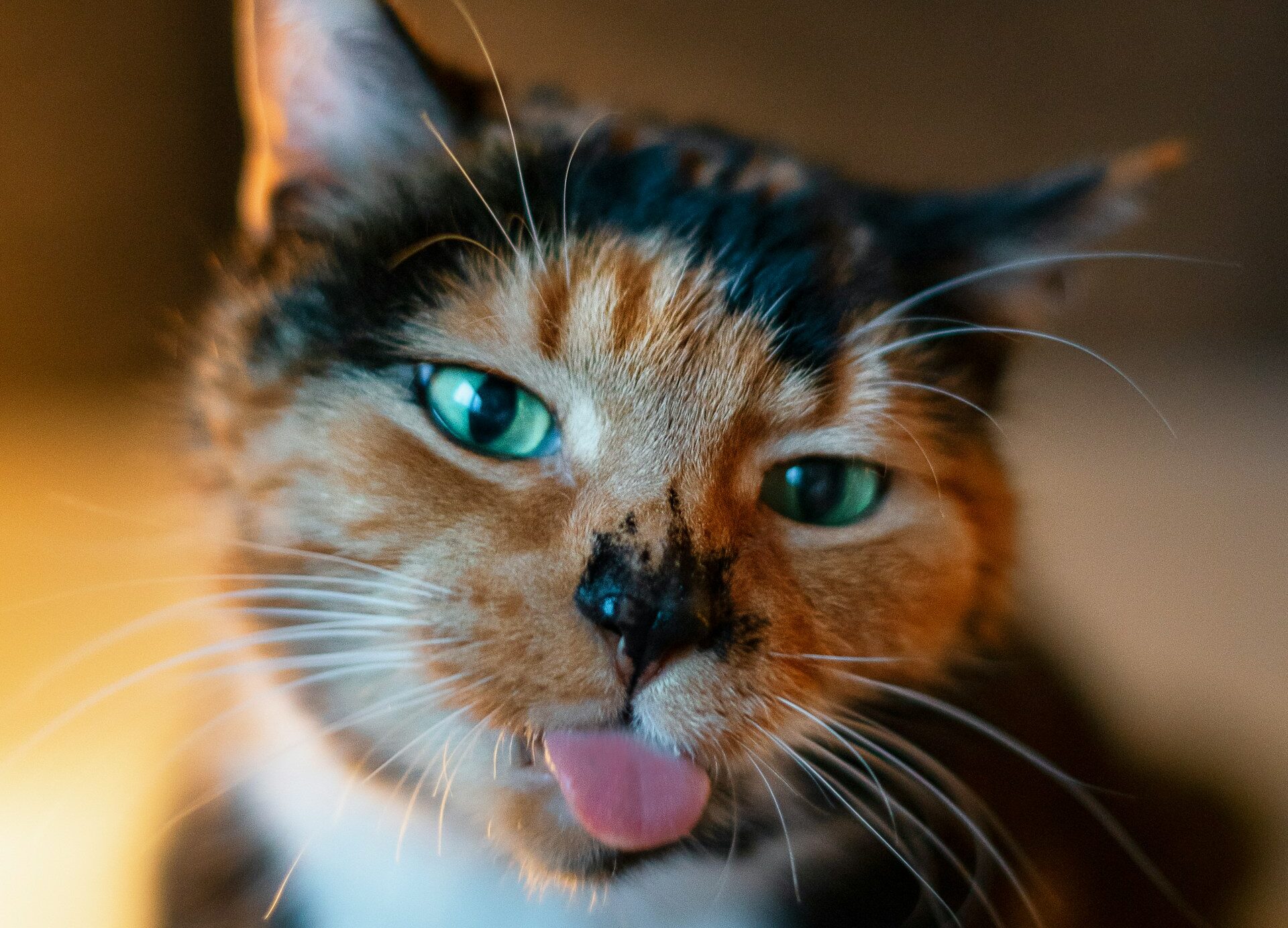 Why Your Cat Is Judging You: 10 Brutal Truths from a Feline Perspective