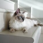 The Great Litter Box Debate: 9 Strategies for Winning the War on Smell