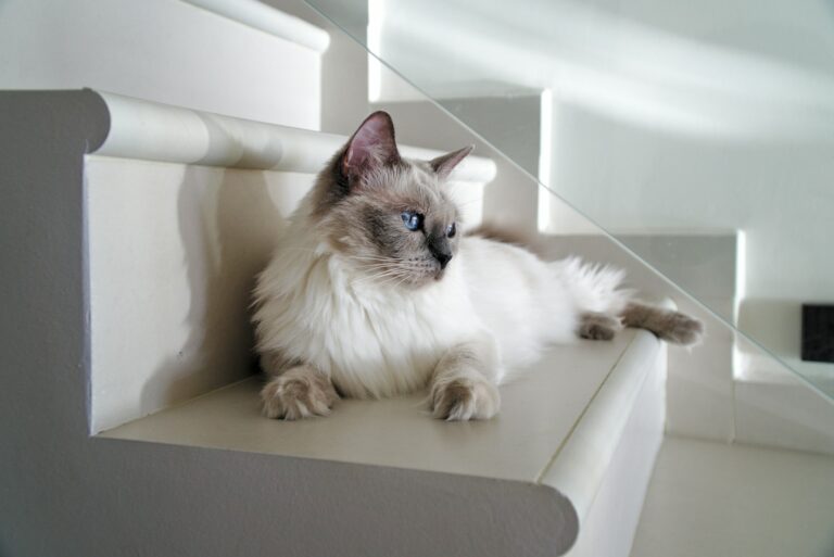 The Great Litter Box Debate: 9 Strategies for Winning the War on Smell