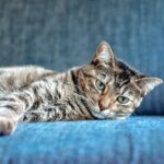 The Unexpected Perks of Cat Hair: 7 Uses You Never Knew Existed