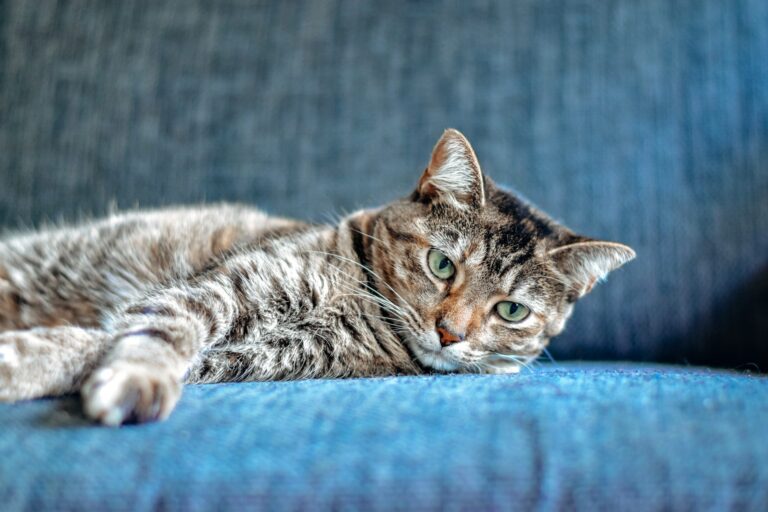 The Unexpected Perks of Cat Hair: 7 Uses You Never Knew Existed