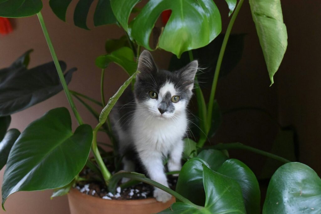 10 Famous Cat Moms Who Changed the World