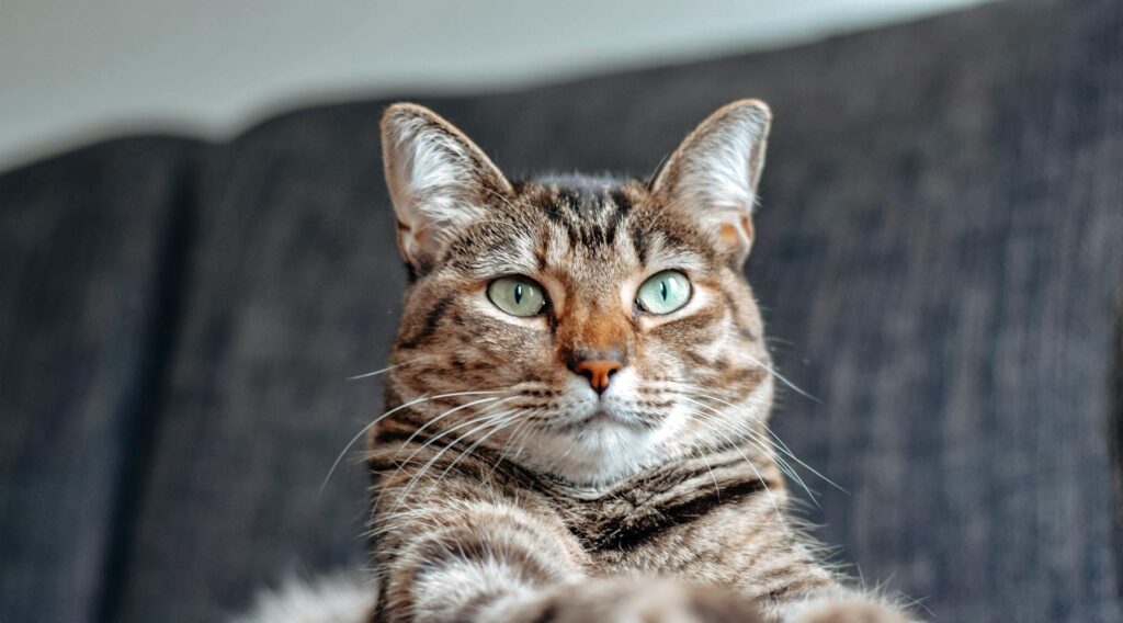 9 Reasons Why Being a Cat Mom Is Better Than Being a Millionaire