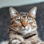 9 Reasons Why Being a Cat Mom Is Better Than Being a Millionaire