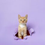 12 Things Your Cat Does That Prove They're Your Evil Overlord
