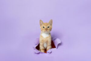 12 Things Your Cat Does That Prove They're Your Evil Overlord