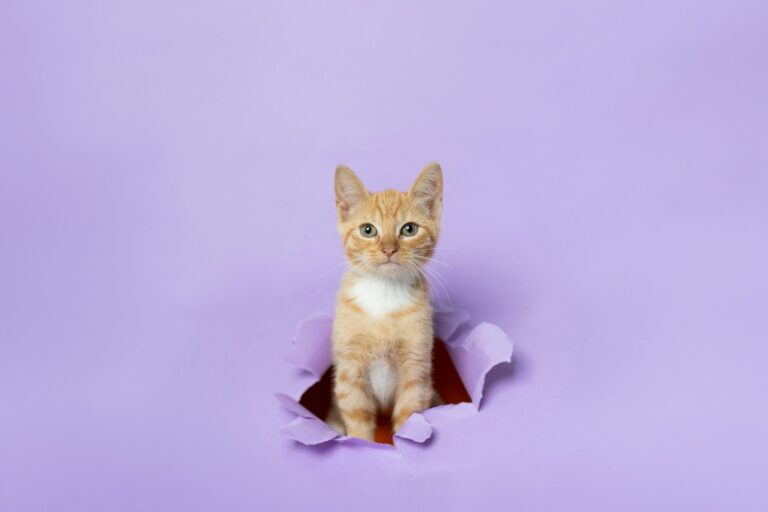 12 Things Your Cat Does That Prove They're Your Evil Overlord