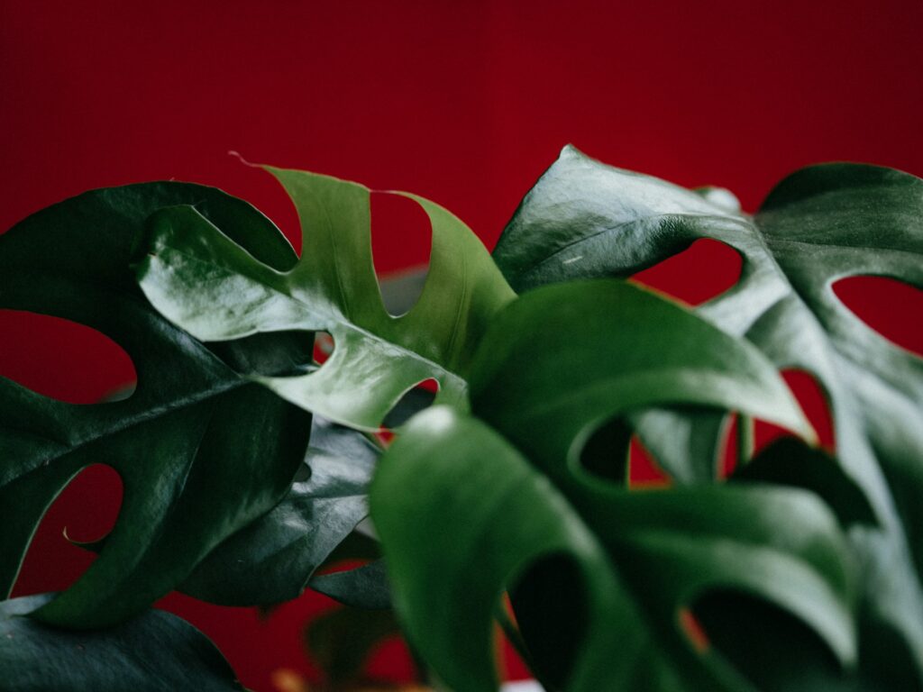 The Ultimate Cat vs Houseplant Smackdown: Who Will Win?