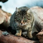 The Secret Language of Cats: What Your Cat Is Really Saying