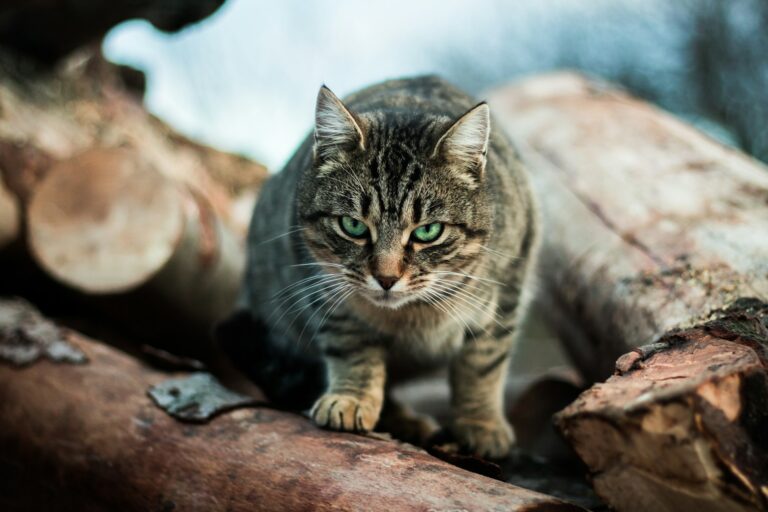 The Secret Language of Cats: What Your Cat Is Really Saying