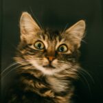 The Cat Mom's Survival Guide: 10 Tips for Living with Multiple Cats