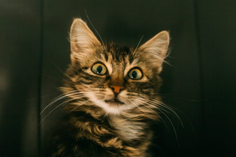 The Cat Mom's Survival Guide: 10 Tips for Living with Multiple Cats