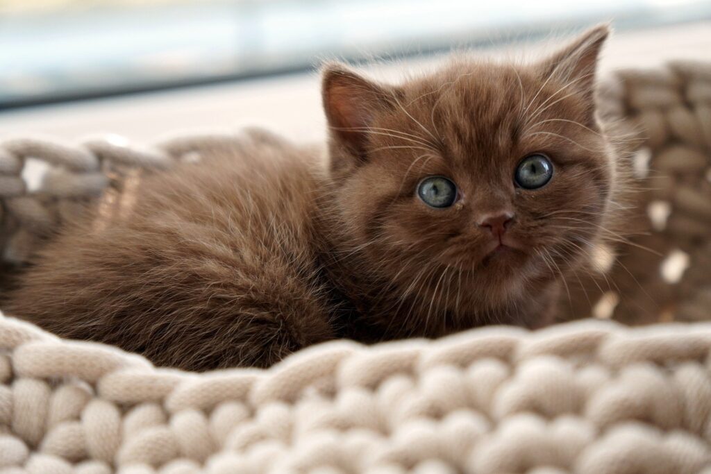 The Cat Mom's Survival Guide: 10 Tips for Living with Multiple Cats
