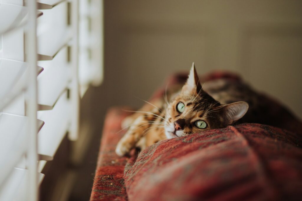 Why Your Cat Thinks You're an Idiot: 5 Brutal Truths