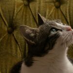 The Dark Side of Cat Ownership: 7 Truths No One Tells You
