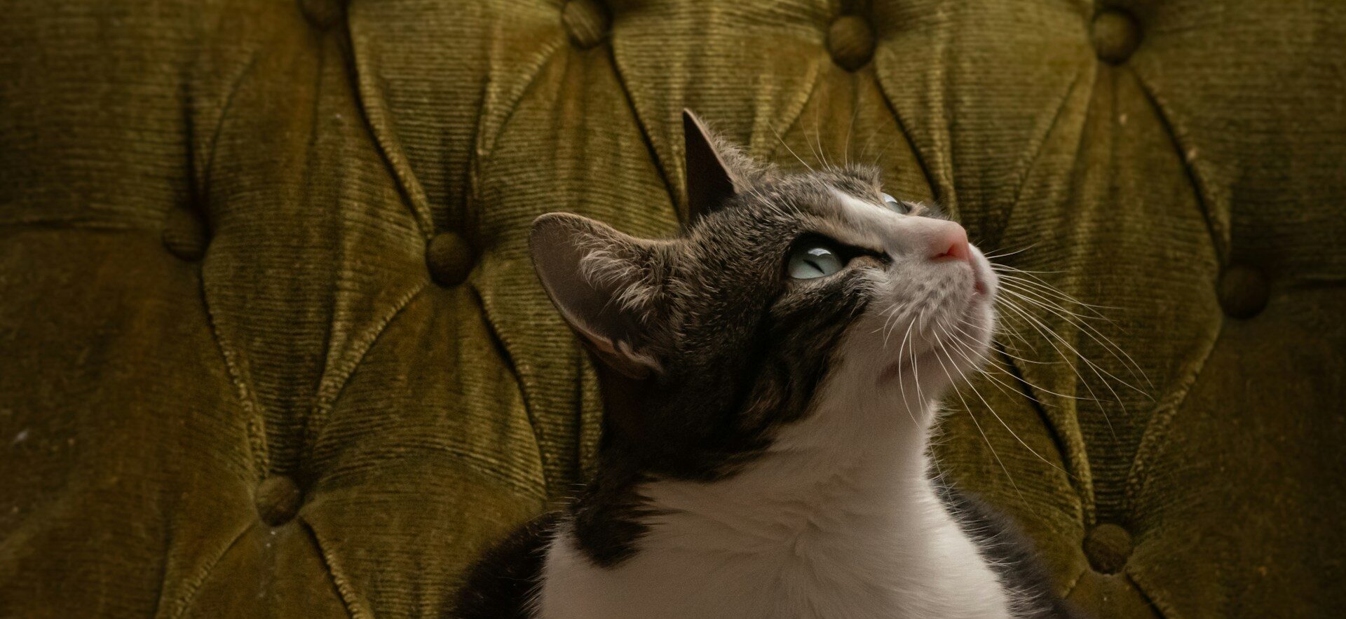 The Dark Side of Cat Ownership: 7 Truths No One Tells You