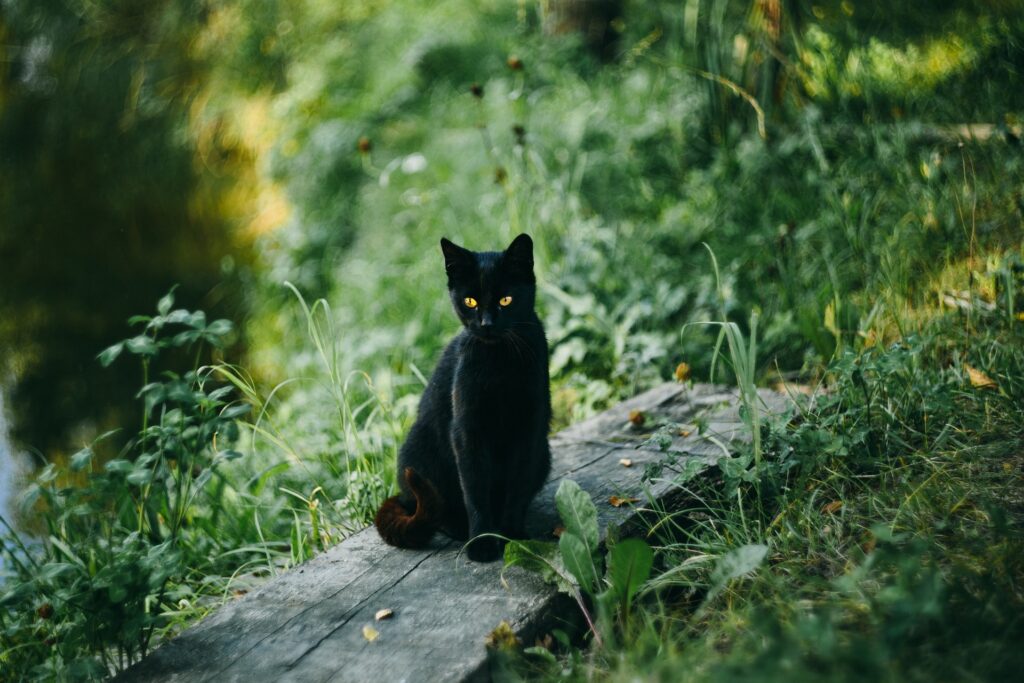 7 Unbelievable Cat Myths Debunked by Real Cat Moms