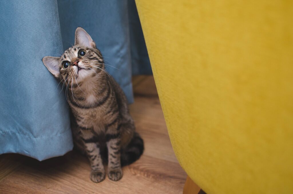 Confessions of a Reformed Dog Person: How I Became a Cat Mom Overnight