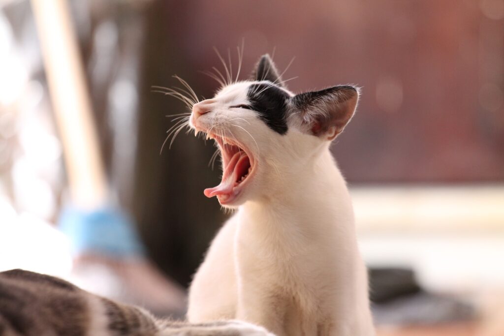7 Unbelievable Cat Myths Debunked by Real Cat Moms