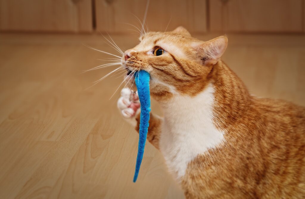 Is Your Cat Plotting World Domination? 5 Tell-Tale Signs