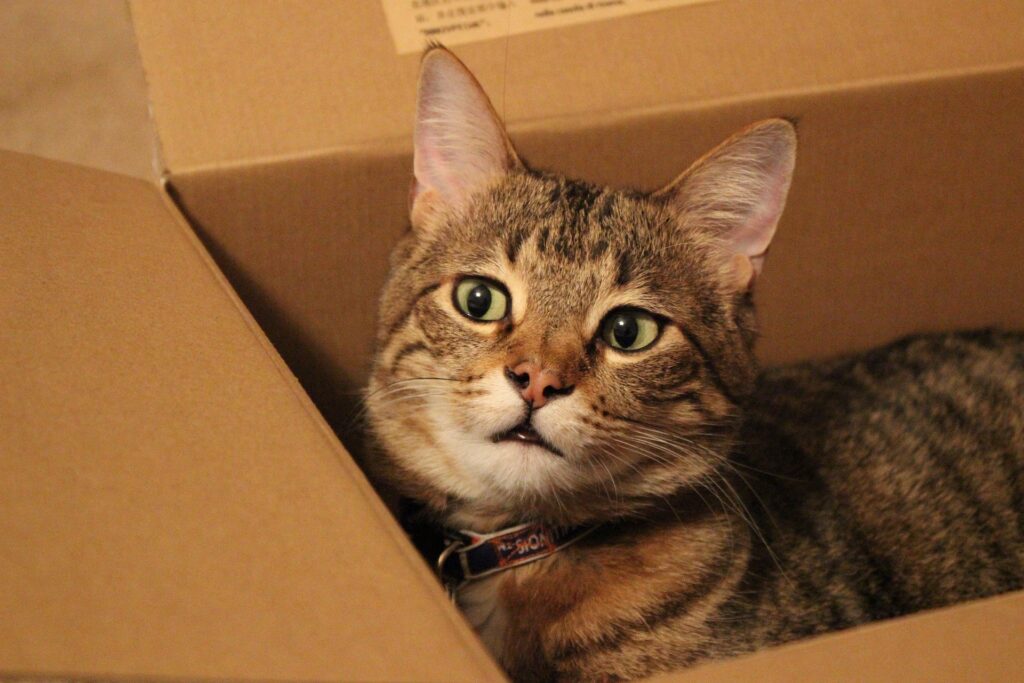 Confessions of a Reformed Dog Person: How I Became a Cat Mom Overnight