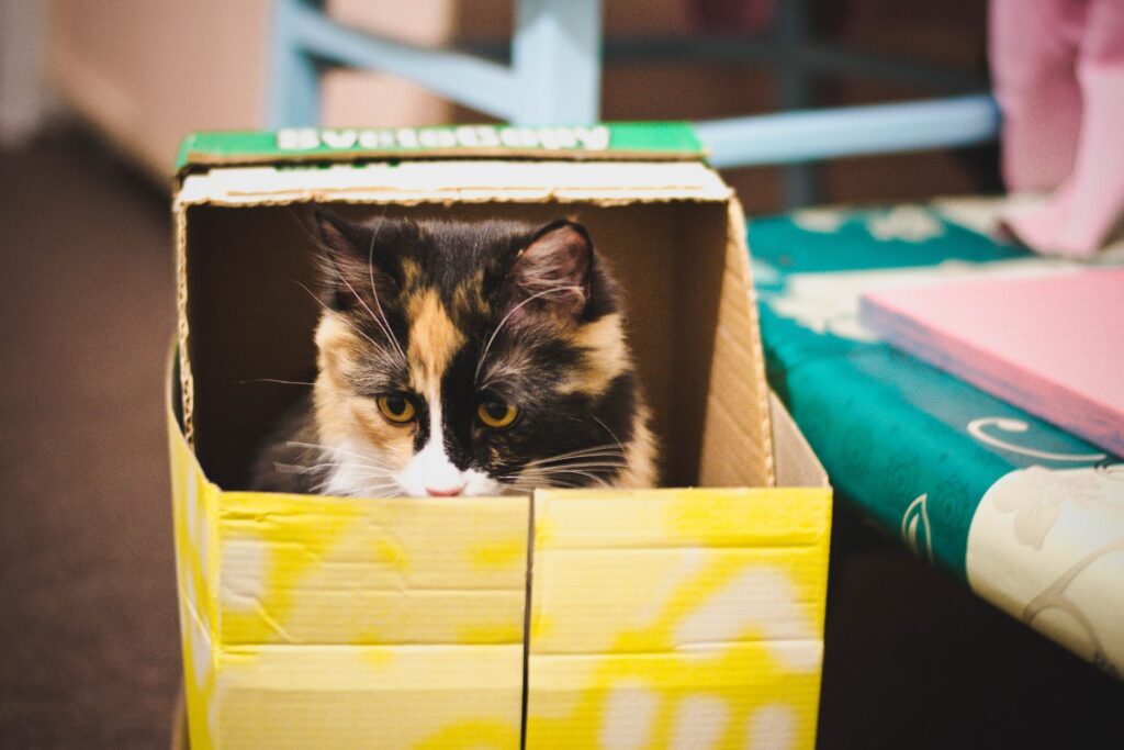 15 Cat Mom Hacks That'll Change Your Life