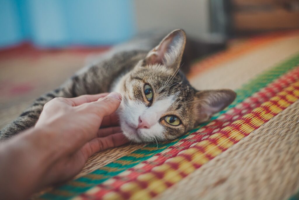 11 Things Your Cat Does That Prove They're Smarter Than Your Ex