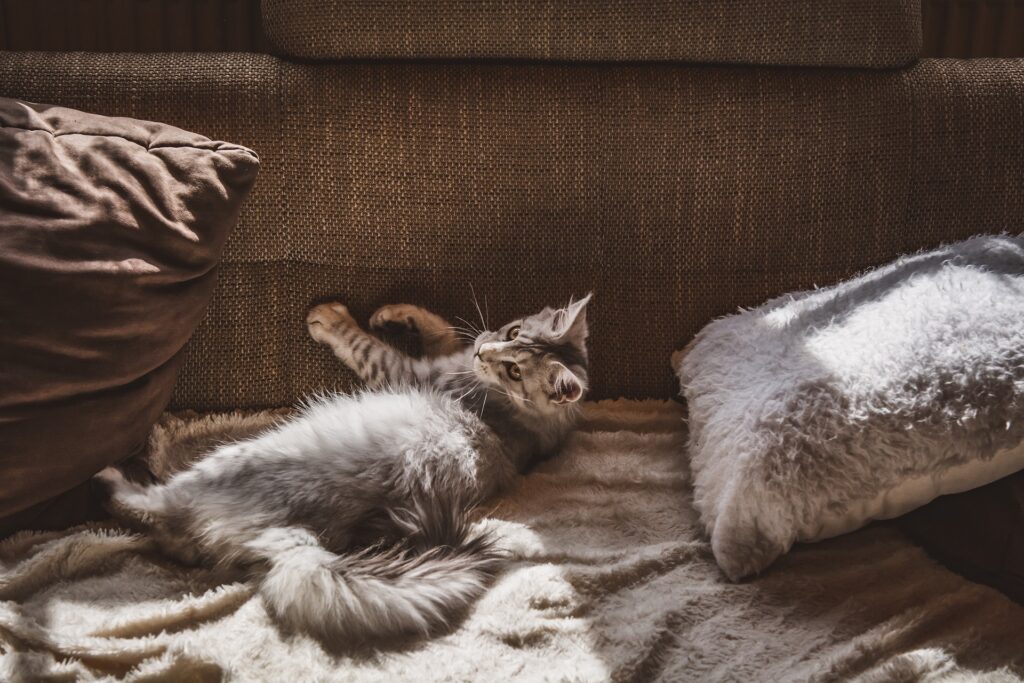 The Cat Mom's Guide to Home Decor: Embracing Fur as a Design Element