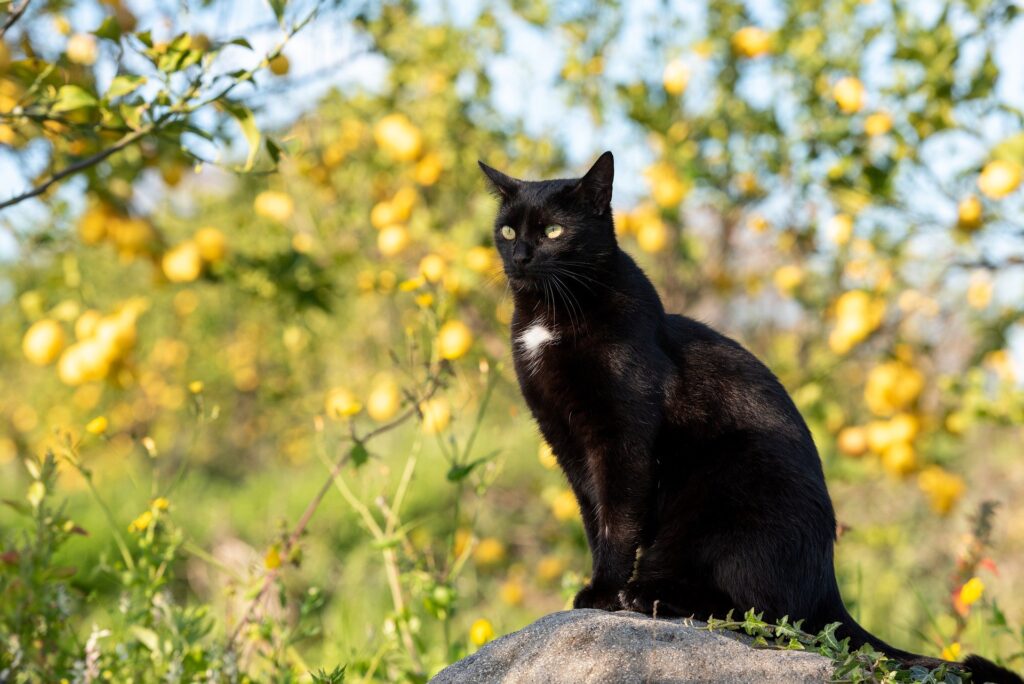 7 Unbelievable Cat Myths Debunked by Real Cat Moms
