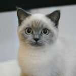 Why Cat Moms Make the Best Friends: 10 Reasons You Need One in Your Life