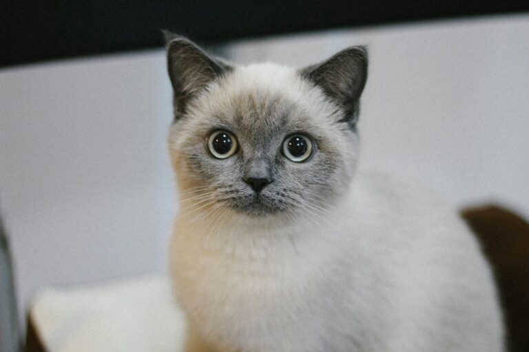 Why Cat Moms Make the Best Friends: 10 Reasons You Need One in Your Life