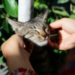 10 Famous Cat Moms Who Changed the World