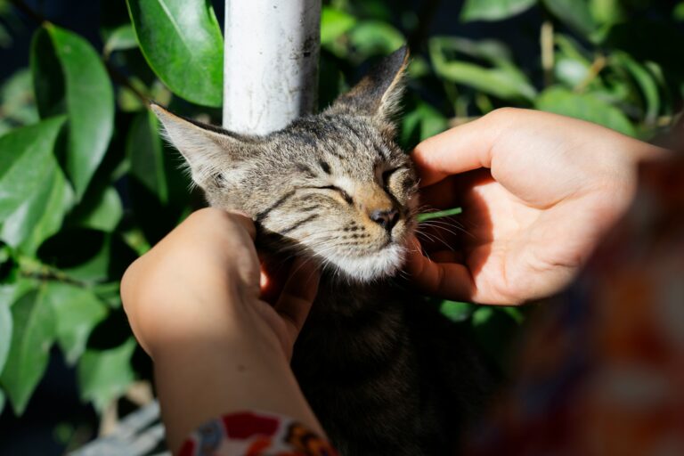 10 Famous Cat Moms Who Changed the World