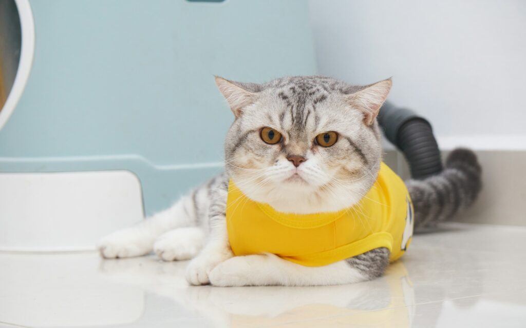The Ultimate Cat Mom Bucket List: 15 Things You Must Do Before You Die