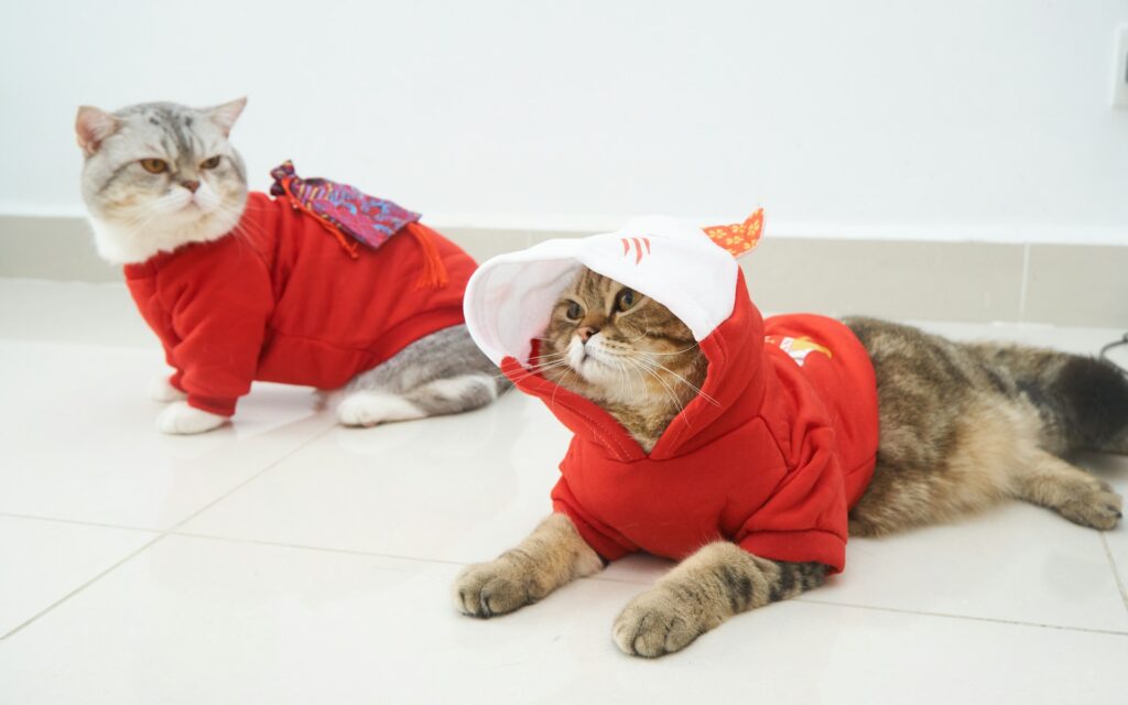 9 Surefire Ways to Turn Your Partner into a Cat Person