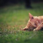 10 Cat-Inspired Fashion Trends That'll Make You the Talk of the Town