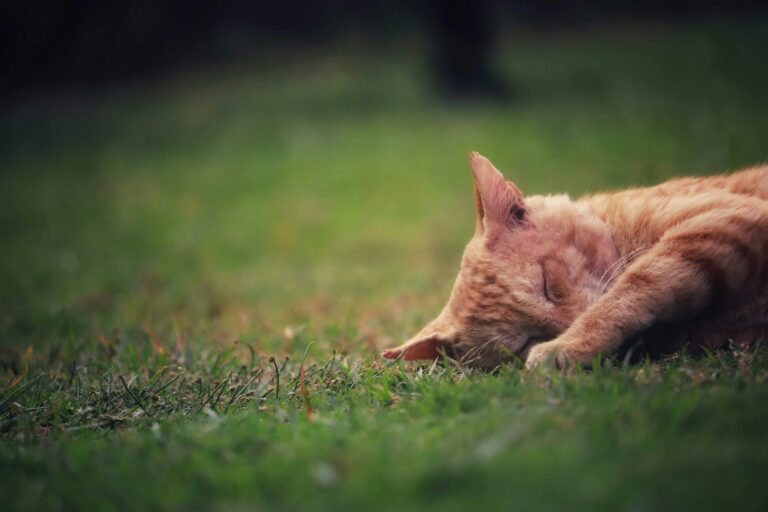 10 Cat-Inspired Fashion Trends That'll Make You the Talk of the Town