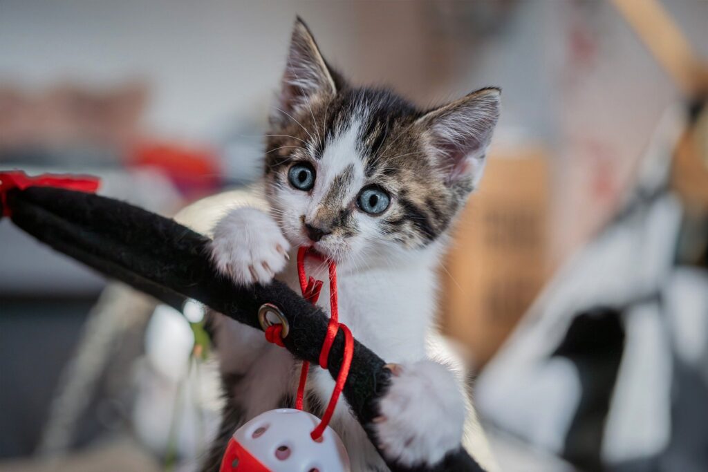8 Insane Cat Products You Never Knew You Needed (Until Now!)