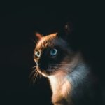 The Secret Society of Cat Moms: Are You Worthy to Join?