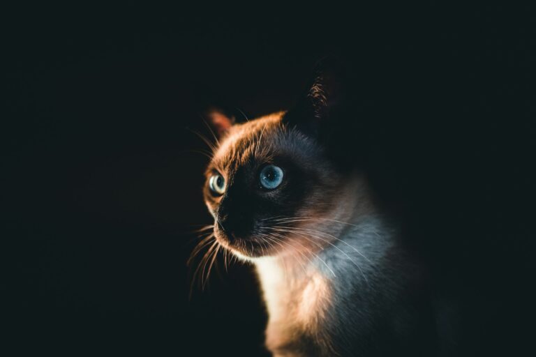 The Secret Society of Cat Moms: Are You Worthy to Join?