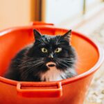 The Ultimate Cat vs Houseplant Smackdown: Who Will Win?