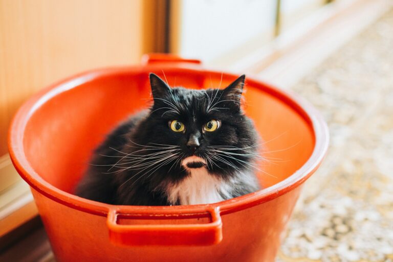 The Ultimate Cat vs Houseplant Smackdown: Who Will Win?