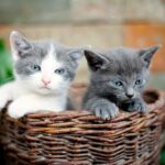 The Cat Mom Dilemma: How Many Cats Is Too Many? The Answer May Surprise You!