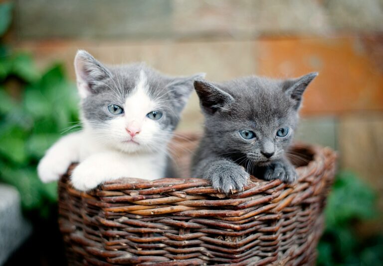The Cat Mom Dilemma: How Many Cats Is Too Many? The Answer May Surprise You!