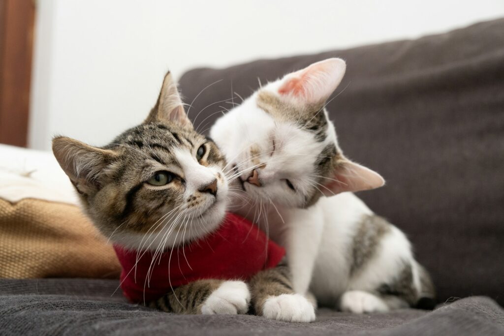 Confessions of a Reformed Dog Person: How I Became a Cat Mom Overnight