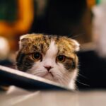 12 Things Only True Cat Moms Will Understand
