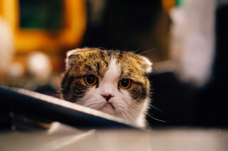 12 Things Only True Cat Moms Will Understand