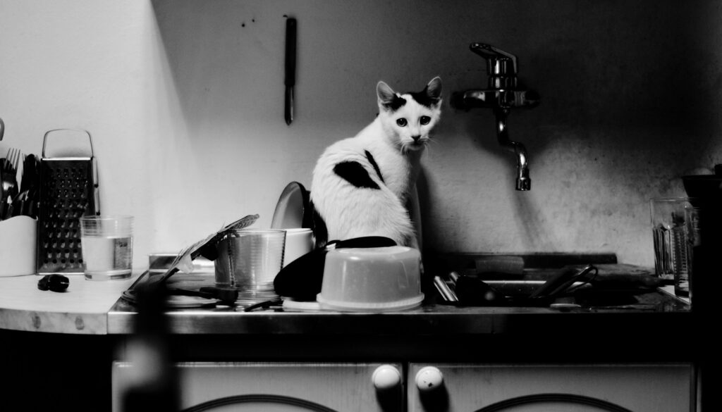9 Hilarious Cat Mom Fails That'll Make You Feel Better About Your Life