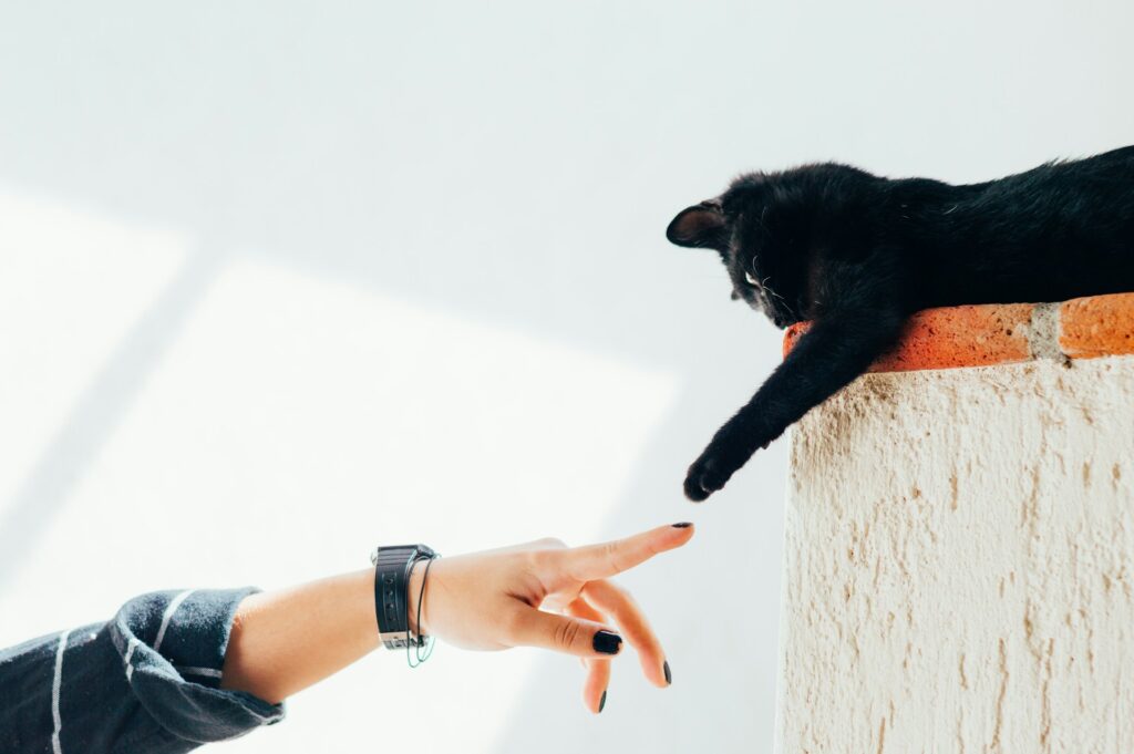 The Truth About Single Cat Moms: Why We're Happier Than Ever